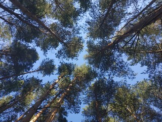 Fototapeta premium sky in the forest