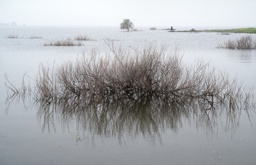 Still morning on the Sea of Galilee, with reeds and grass in high water and a lone tree in the hazy background