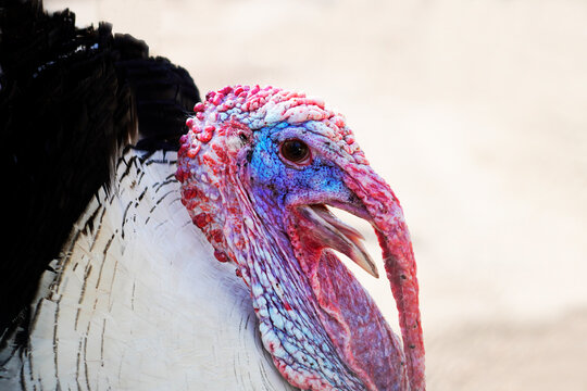 Seitliche Nahaufnahme eines Truthahns. Farbenpr&auml;chtiges Tier mit hellem Hintergrund.