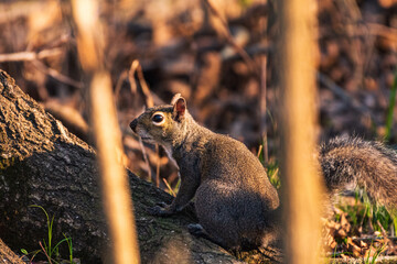 squirrel in the park