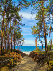 Descent from the forest to the Baltic beaches