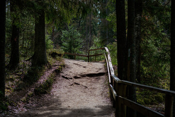Fabulous nature trail in the beautiful pine forest of Lavia