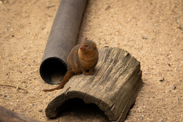 Naklejka premium Zwergmanguste im Zoom Zoo Gelsenkirchen
