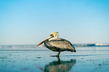 pelican on the beach Saint Augustine, FL