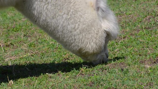 Zoomed in video of a white alpaca, hungrily devouring on small green grass on a vast field, dried up grass can be seen around too.