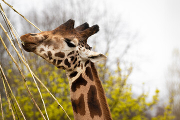 Giraffe Zoom Zoo Gelsenkirchen