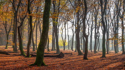 Beech forest in autumn on the Veluwe in the Netherlands