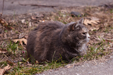 An adult gray-brown cat sits in a pit on an asphalt road. Pet is resting