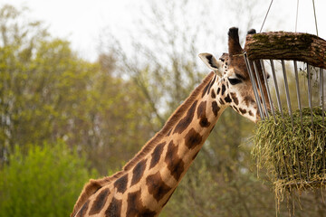 Fototapeta premium Giraffe Zoom Zoo Gelsenkirchen