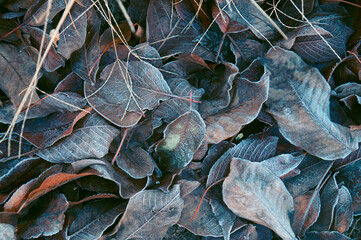 Background of fallen leaves in early winter.