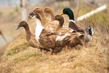 A few ducks on the grass