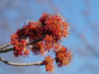 Red maple (Acer rubrum) - close up of male flowers, Poland