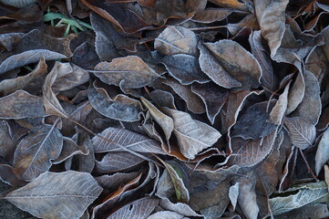 Background of fallen leaves in early winter.