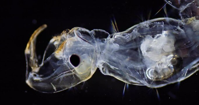 Chironomus plumosus Zuckm&uuml;ckenlarve mikroskopische Aufnahme 