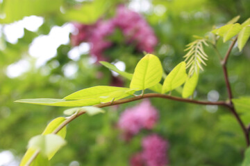 green leaves in spring