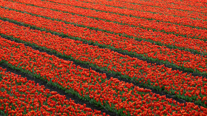 View of the first rows of red tulips on the bulb fields in the bulb region in the Netherlands.