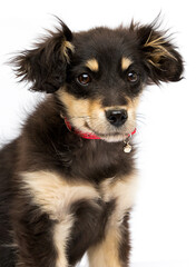puppy in a collar on a white background