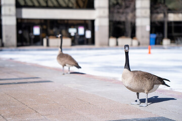 Canada geese standing at the park in the morning