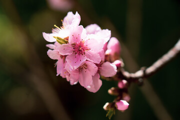 pink cherry blossom