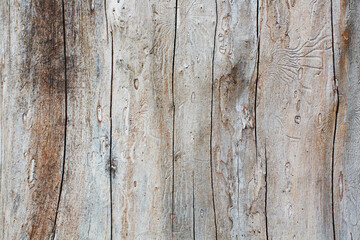 Wood texture with lines bark beetle