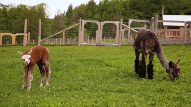 Videography of two alpacas, with their wools freshly sheared, munching grass outside in a fenced grassy field, with a farmhouse behind it. 