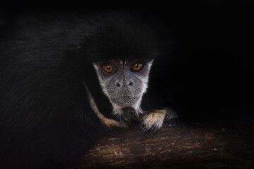 portraits of the animals