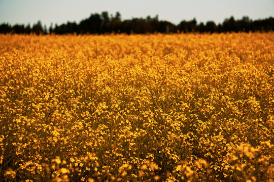 Canola Field, Golden
