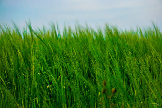Meadow of tall grass, vibrant green