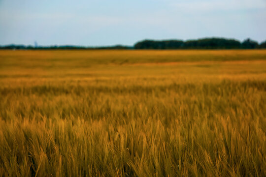 Meadow of wheat