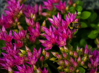 Pink Flowers close up, bush