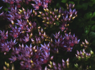 Purple flowers close up, flower bush