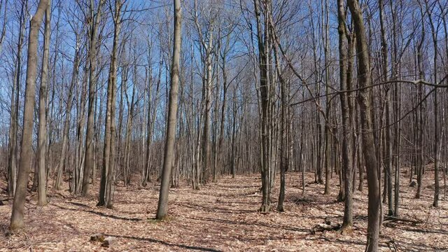 Aerial Drone Passing by and Revealing Maple Trees in Spring at Sugar Shack. Quebec Canada