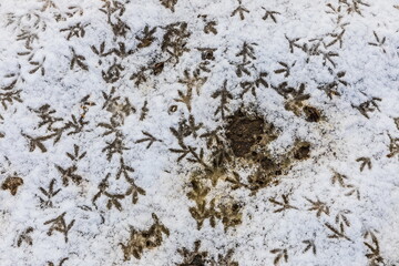 bird tracks in the snow on the ground