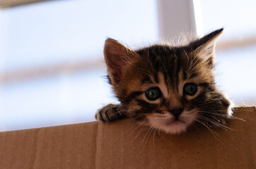 Cute kitten climbing from a box