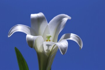 Close-up of the white Easter lily flower known as Lilium longiflorum. Has a perennial bulb with large, white, trumpet-shaped flowers that have a wonderful fragrance. Spring concept