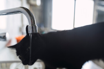 Closeup shot of a black cat drinking tap water from the sink

 - obrazy, fototapety, plakaty