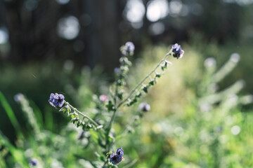 Selective focus shot of pretty flowers outdoors

