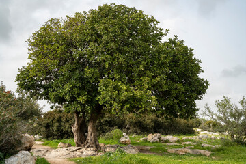 An Old Carob Tree in Israel - obrazy, fototapety, plakaty