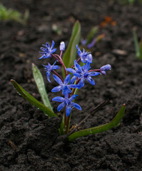 crocuses and woods in my garden