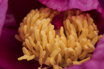 Paeonia broteroi plant with huge deep pink flowers, large hairy ovaries and stamens of intense saffron yellow, green leaves, red stems and spherical buds