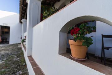 Fototapeta na wymiar Closeup shot of a potted flower on a white wall of a house