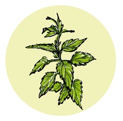 Nettle plant, botanical illustration in a circle. In the style of a color sketch by hand.