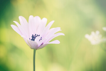 cosmos flower
