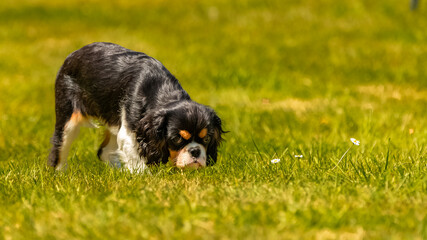 A dog cavalier king charles