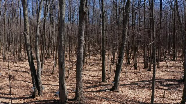 Maple Trees in Spring 4k Aerial Drone Moves Up Showing Pails Collecting Sap for Production of Maple Syrup and Skyline