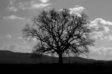 Black and white photo of an ancient tree with a wide crown standing alone in a field 