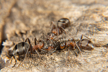 Red Wood Ant