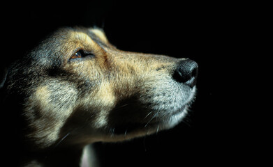 Profile portrait of a beautiful dog, on black background  © Inna Italy