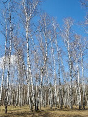 birch forest in winter