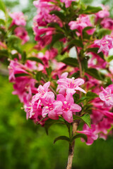 Obraz premium Bright pink flowers on the branches of Weigela bloom